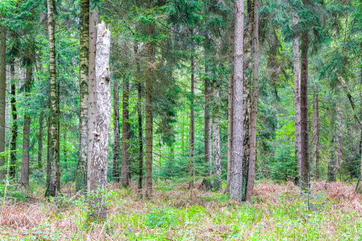 Natural panorama view with pathway green plants trees forest Germany. photo