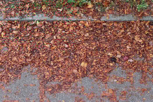 Beautiful colorful autumn leaves on the ground for backgrounds or textures photo