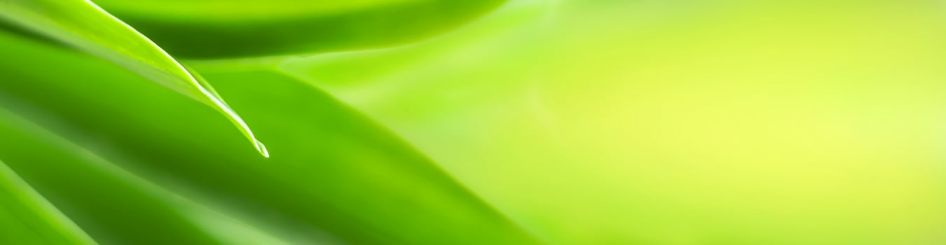 blurry leaves nature of summer green leaves natural green leaf plant used as wallpaper background photo