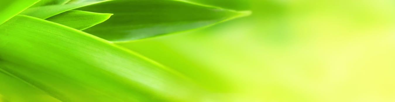 blurry leaves nature of summer green leaves natural green leaf plant used as wallpaper background photo
