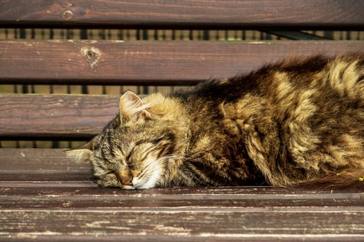 Outdoor sleepy fluffy brown cat sleeps on a bench. photo