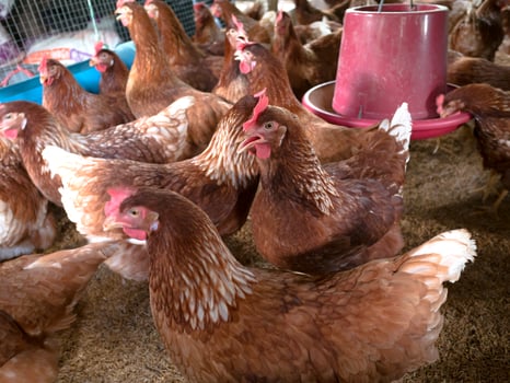 Many chickens are in the farm photo
