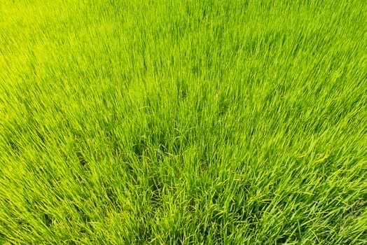 Top view rice plants in the green field photo