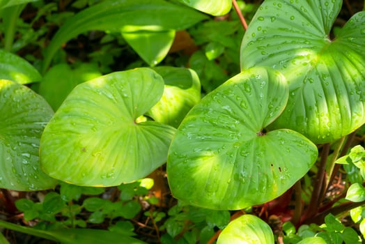 rain drop and sunlight on anthurirm green leafs photo