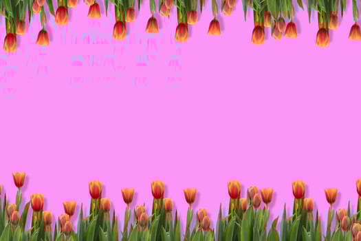 Orange tulips on the pink backgrounds. photo