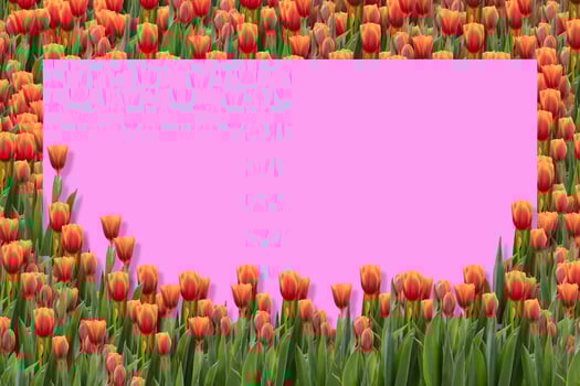 Orange tulips on the pink background. photo