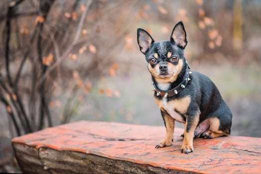 Chihuahua dog tricolor black white brown. Animal, pet. photo