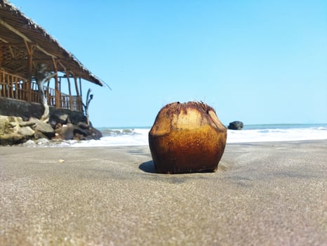 view of coconut fruit isolated on beach sand free photo