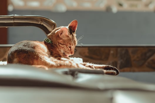 Adorable brown color domestic cat sitting alone photo