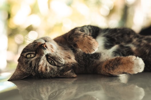 Domestic female cat lying and relaxing on car roof photo
