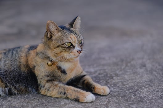 Adorable brown color domestic cat relaxing on the floor photo