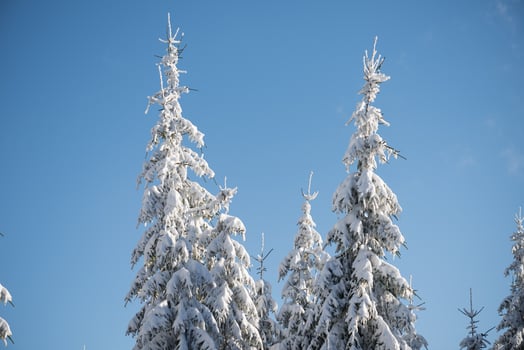pine tree forest background covered with fresh snow photo