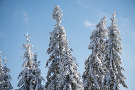 pine tree forest background covered with fresh snow photo