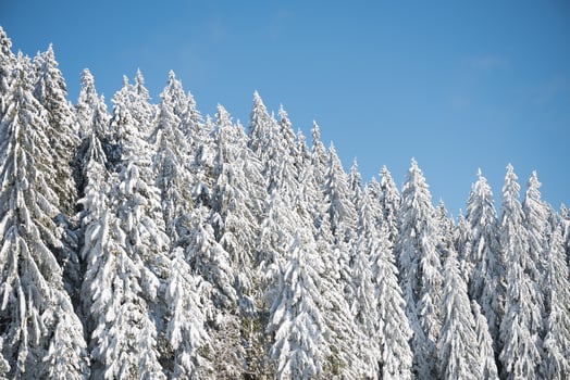 pine tree forest background covered with fresh snow photo