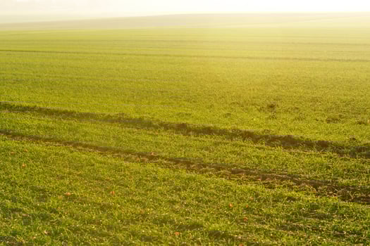green grass on a background beautiful sunset photo