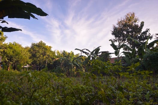 selective focus on landscape in a small corn garden area with beautiful clouds photo