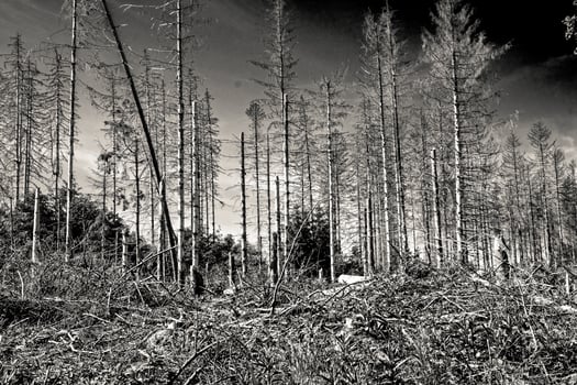 grayscale shot of a spruce forest destroyed by bark beetle and storm photo