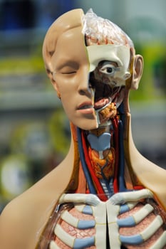 human anatomy model photo