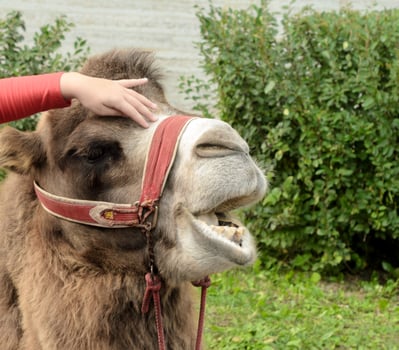 girl strokes a camel and he moans in pleasure. photo