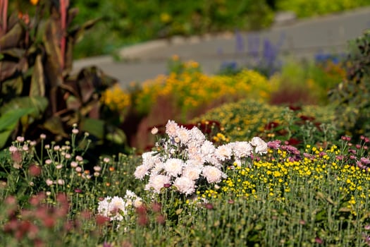 Natural background with white chrysanthemums photo
