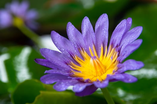 Water droplets on purple lotus flowers blooming. photo