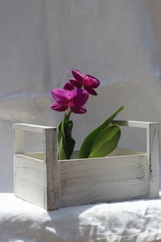 flower orchid plants in a devern box macro photo