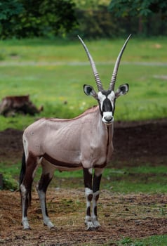 South African oryx photo