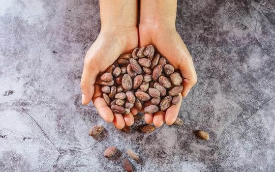 Dried brown cocoa beans in farmer hand photo