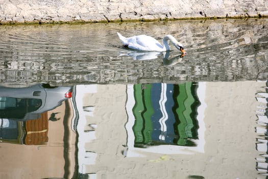 the poitevin marsh photo