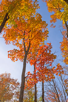 Color Transitions Against a Blue Sky photo