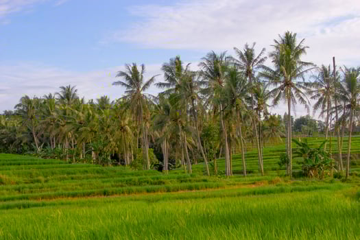 Rice field landscape with views of coconut trees and clear sky photo