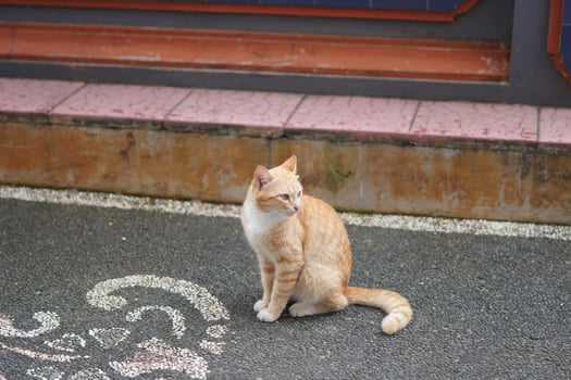 cute little orange cat during day, Domestic short-haired cat photo