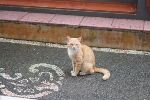 cute little orange cat during day, Domestic short-haired cat photo