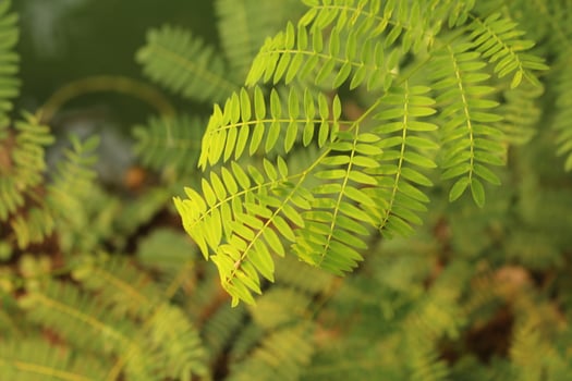 Closeup shot of a plant with green leaves under the sunlight photo