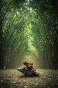 Snail on floor. The path flanked by two sides with no bamboo forest background . photo