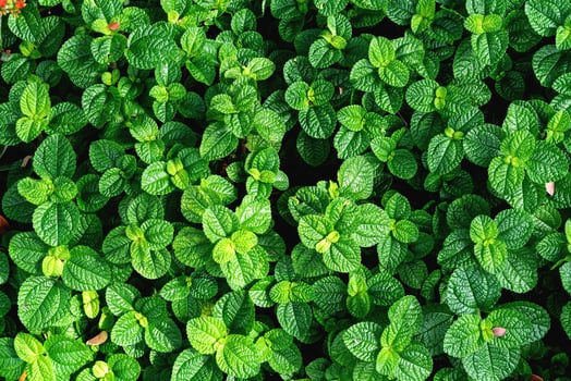 Green leaves pattern,leaf mint background,top view photo
