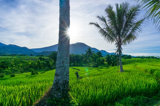the morning sun in the green rice field scenery photo