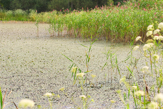 Swamp water with grass photo
