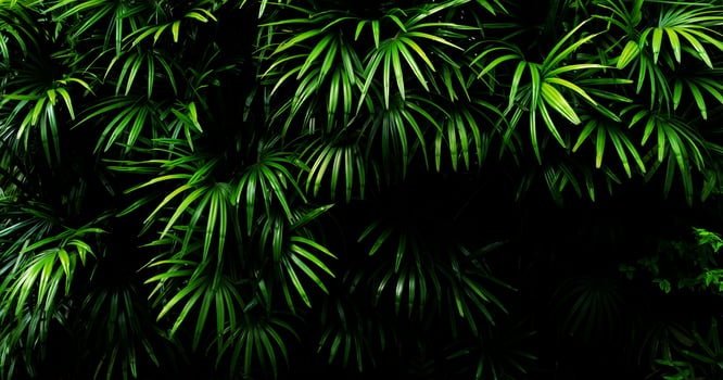 Tropical green leaf photo
