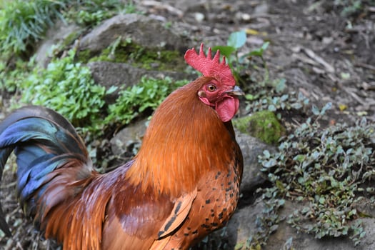 Beautiful Close Up Look into a Red Crested Rooster photo