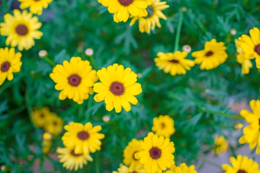 Close up on yellow daisy field under the morning sunlight. Beautiful golden flower on green grass . Freshness concept. photo