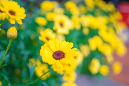 Close up on yellow daisy field under the morning sunlight. Beautiful golden flower on green grass . Freshness concept. photo