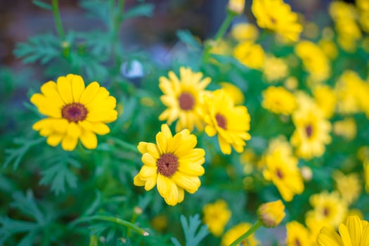Close up on yellow daisy field under the morning sunlight. Beautiful golden flower on green grass . Freshness concept. photo