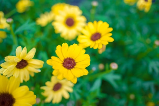 Close up on yellow daisy field under the morning sunlight. Beautiful golden flower on green grass . Freshness concept. photo
