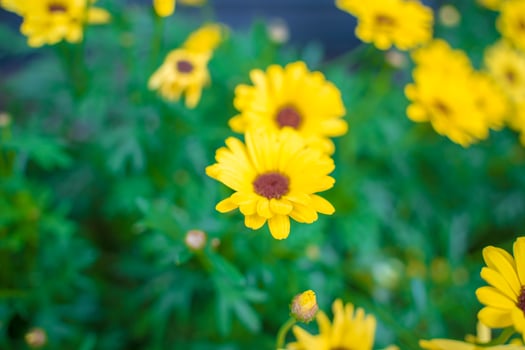 Close up on yellow daisy field under the morning sunlight. Beautiful golden flower on green grass . Freshness concept. photo