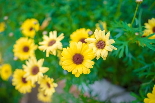 Close up on yellow daisy field under the morning sunlight. Beautiful golden flower on green grass . Freshness concept. photo