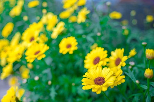 Close up on yellow daisy field under the morning sunlight. Beautiful golden flower on green grass . Freshness concept. photo
