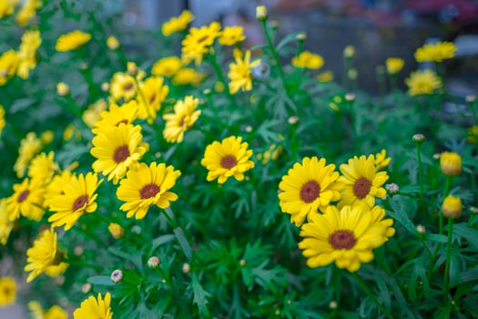 Close up on yellow daisy field under the morning sunlight. Beautiful golden flower on green grass . Freshness concept. photo