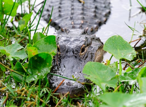 Alligator closeup in wild photo