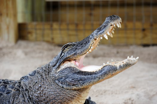 Alligator closeup on sand photo